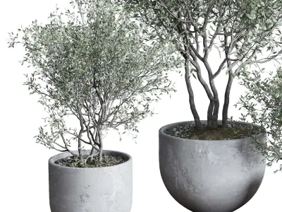 Oilve Trees in an old earthenware vase outdoor plant set 147 Low-poly 3D model
