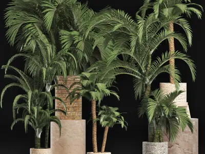 Plants Collection 202 Egyptian Palms 3D model