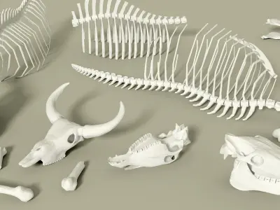 Animals bones with skulls Low-poly 3D model