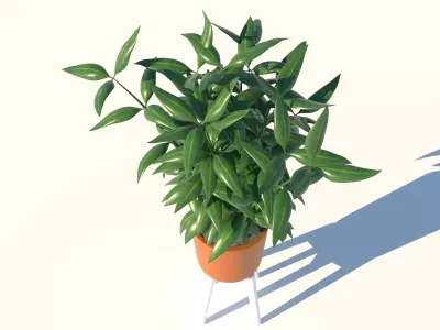 Dracaena and Pot  Low-poly 3D model