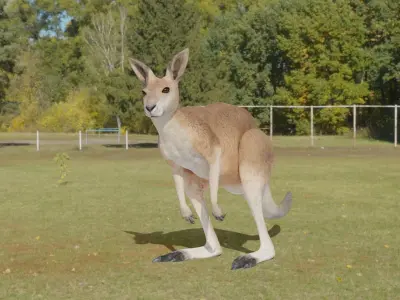 Kangaroo 3D animated 3D model