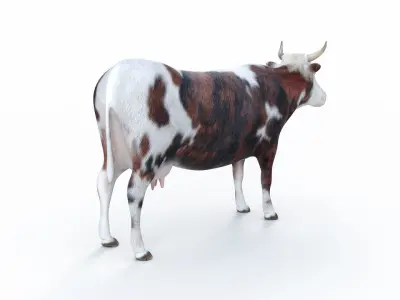 Cow kine Low-poly 3D model