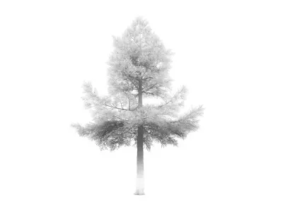 Conifer Tree 003 3D model