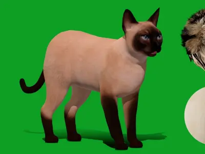 Tonkinese Cat Low-poly 3D model