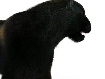 Fur Black Panther Rigged Low-poly 3D model