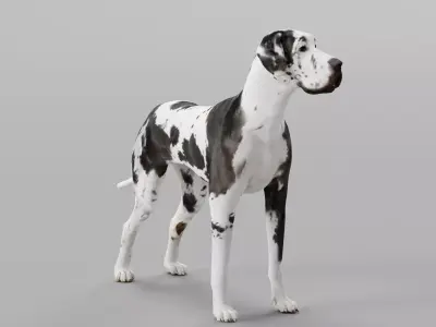 Great Dane Dog 3D model