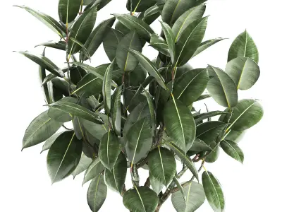 Ficus tree in a pot for the interior 851 3D model