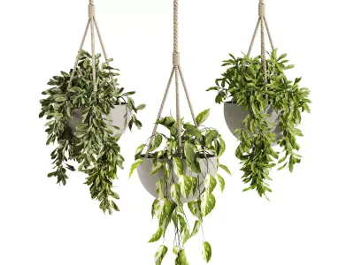 hanging Plants Set 3D model