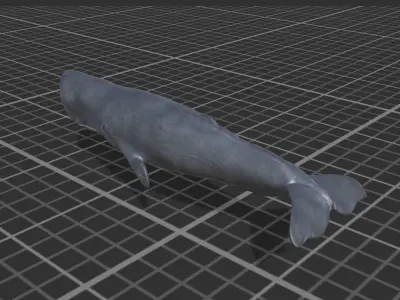 Cachalot whale Low-poly 3D model