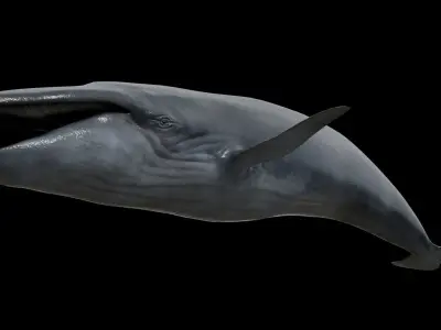 Blue whale Low-poly 3D model