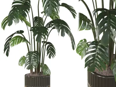 Swiss Cheese Plant In Pot 3D model