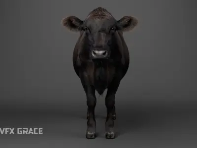 Black Cattle Rig - MAYA 3D model