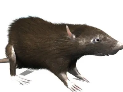 RAT LOWPOLY Low-poly 3D model