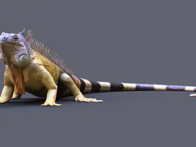 Iguana RIG 3D model