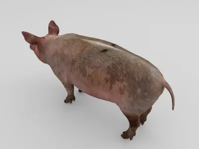 Pig Rigged Model  Low-poly 3D model