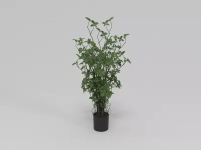 Faux Rubber Tree With Pot 36 Green 3D model