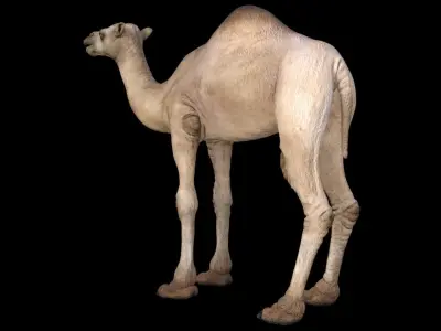 Camel 3D model