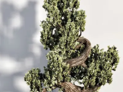Bonsai plant-02 3D model