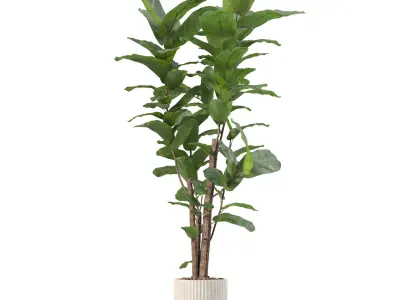 Plants collection 204 - palm strelitzia fern ficus croton 3D model