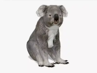 Koala Low-poly 3D model