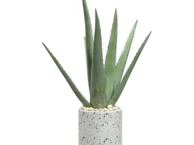 Healthy Aloe Vera Plant In Ceramic Vase PBR 3D model