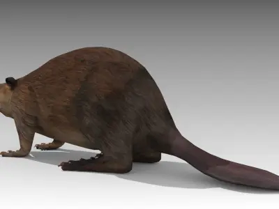 Beaver Low-poly 3D model