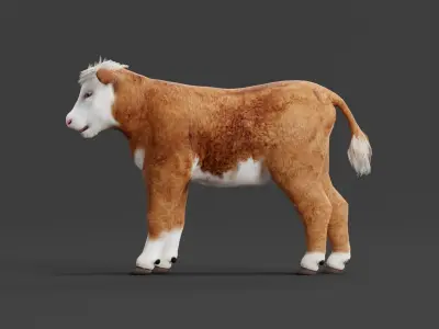 Hereford Cattle Calf Low-poly 3D model
