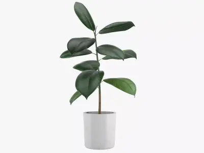 Pot Plant 21 3D model