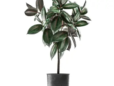 Ficus trees in a pot for the interior 848 3D model