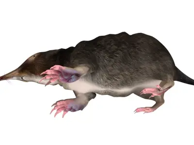 mole mammal 3D model