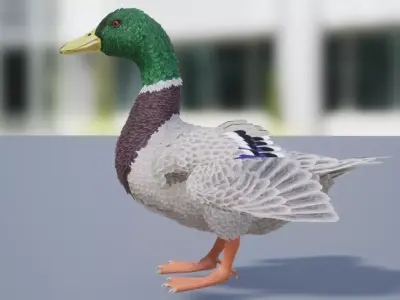 Duck Feathered Low-poly 3D model