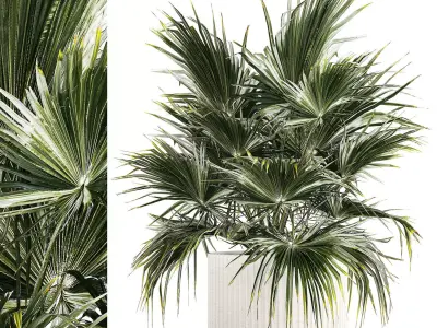Beautiful Fan Palm In A Flower Pot For Decoration 1274 3D model