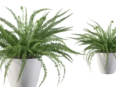 Fern 08 in white pot 3D model