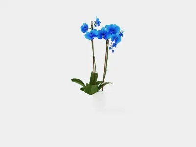 Phalaenopsis hybrid Royal Blue Low-poly 3D model