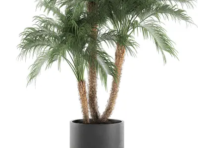 Decorative Phoenix roebelenii palm in a black flowerpot 620 3D model