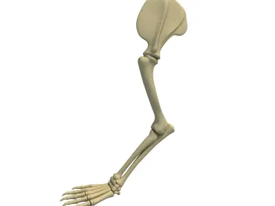 Mammal Scapula Skeleton  3D model