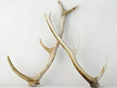 Naturally-Shed Deer Antlers 3D model