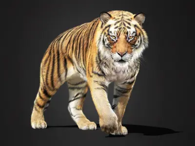 Tiger 2025 static Xgen Core 3D model