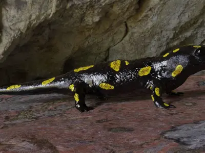 Salamander 3D model spotted Low-poly 3D model