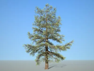Conifer Tree 004 3D model