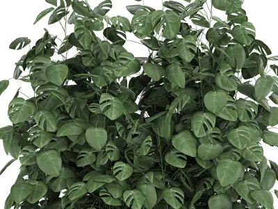 Monstera in a pot for the interior 776 3D model