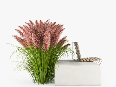 Pink Pampas Grass Seeds 3D model