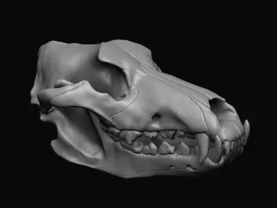 Wolf Skull  3D model