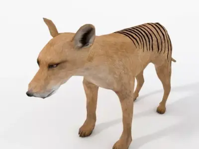 Tasmanian Tiger Low-poly 3D model