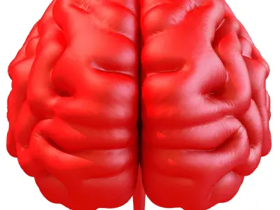Printable Human Brain  3D model