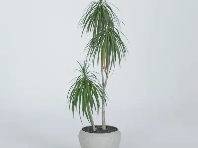 Palm Dracena-Marginata 3D model