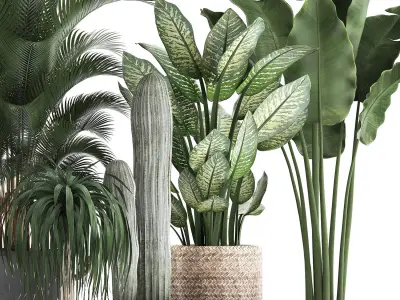Collection of exotic palm trees in concrete pots 417 3D model