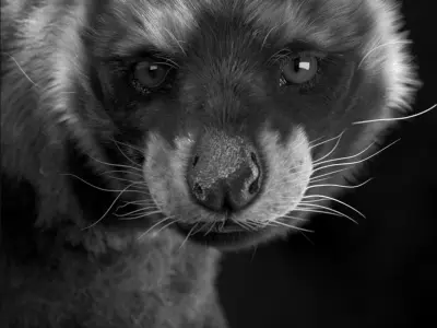 African Civet    Civettictis civetta 3D model