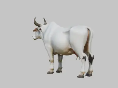 White Cow Bull 3D Model High Detail Low-poly 3D model