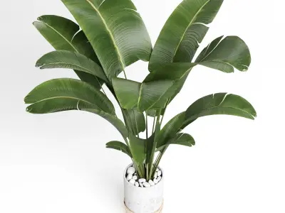 Indoor plant 28 in concrete pot Low-poly 3D model